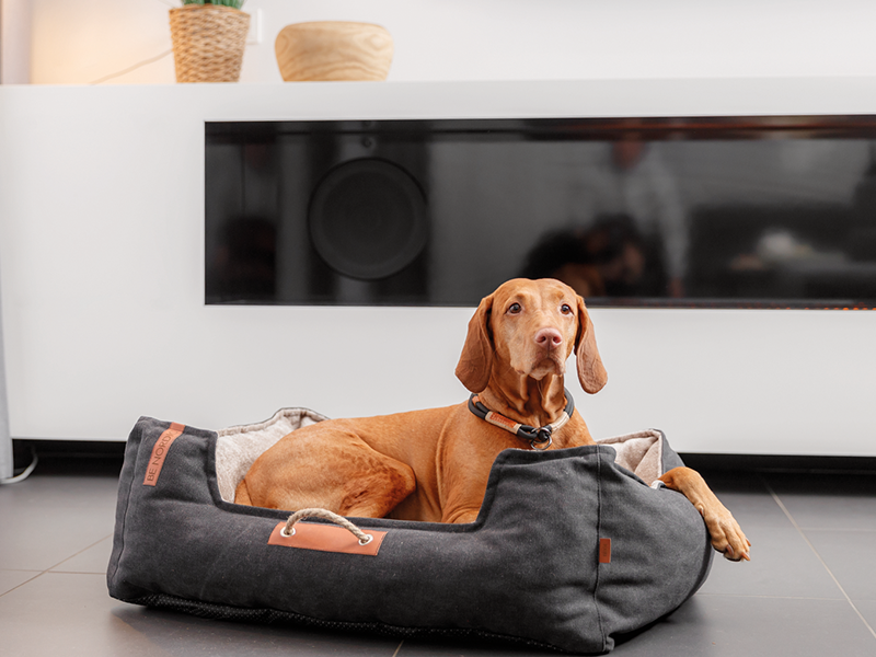 Scaletta In Legno Per Uccelli Trixie - 8 Pioli, 36 Cm - Foto 6